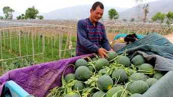 汶南镇吃瓜,瓜香四溢，品味夏日田园风情