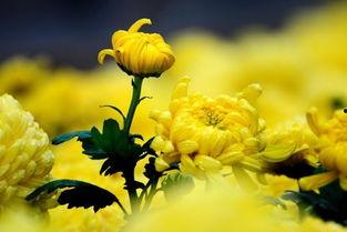 人淡如菊吃瓜爆料