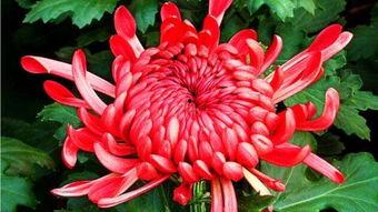 人淡如菊吃瓜爆料