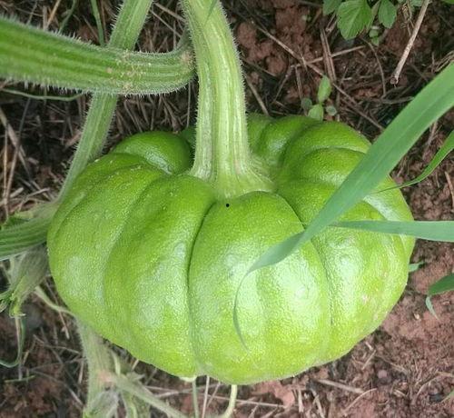 本瓜吃有什么作用,揭秘神奇瓜果的养生功效