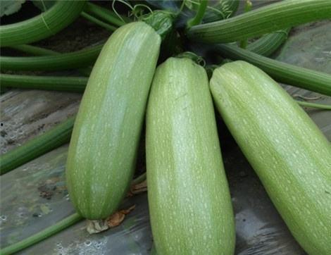 本瓜吃有什么作用,揭秘神奇瓜果的养生功效