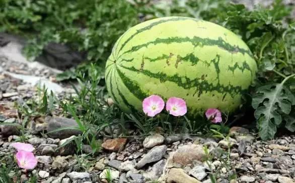 小伙吃石头瓜视频,小伙勇敢尝试吃石头瓜，揭秘神秘美食背后的真相