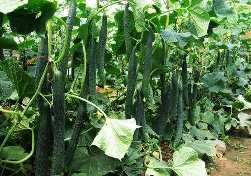 适合大暑的吃瓜,揭秘适合大暑的消暑瓜果美食