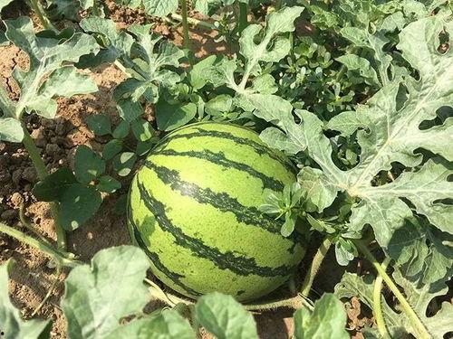 张大耳朵吃瓜,张大耳朵的瓜田奇遇记