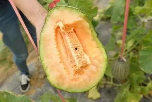 哈密瓜夹沙瓜怎么吃,夏日清新美食的多样吃法探索