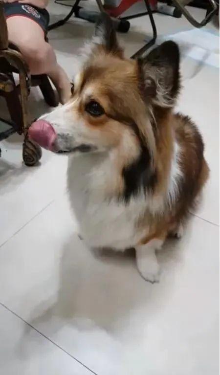 带你吃瓜解说狗