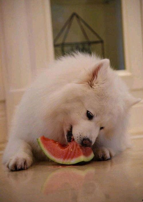 带你吃瓜解说狗