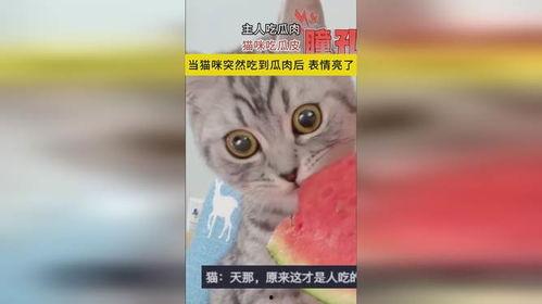主人带猫猫吃瓜,主人的温馨日常瞬间