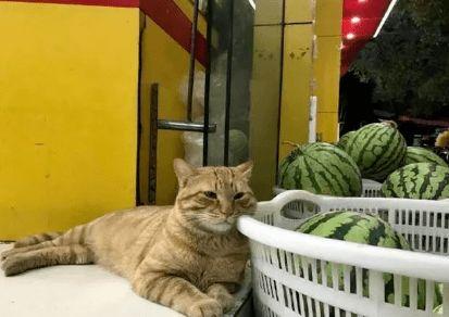 主人带猫猫吃瓜,主人的温馨日常瞬间