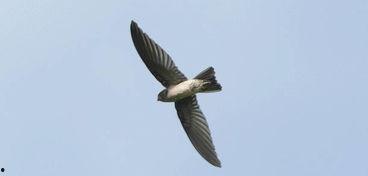 小燕子吃瓜吗,娱乐圈幕后故事一网打尽