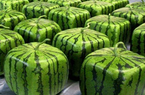 中国的吃瓜团,网络舆论场中的独特现象