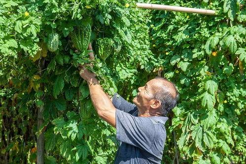 吃瓜蓬江,一场舌尖上的美食盛宴