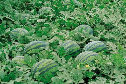 昌吉学院吃瓜图片,一图看尽校园生活百态