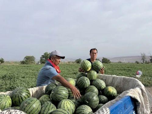 昌吉学院吃瓜图片,一图看尽校园生活百态