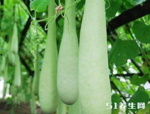 糖尿病可以吃葫芦瓜吗,糖尿病患者的理想食材选择