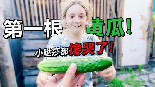 梦见母亲摘瓜给我吃,母亲摘瓜赠食的温馨回忆