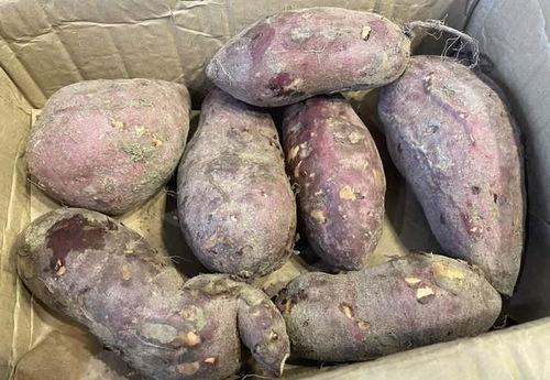 怀孕了可以吃土瓜