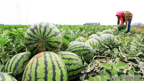 吃瓜喝水会苦,吃瓜喝水为何会苦，营养师为你解答