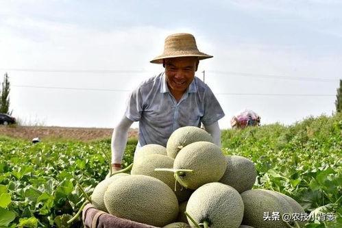 吃瓜喝水会苦,吃瓜喝水为何会苦，营养师为你解答