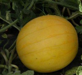 红色圆瓜怎么吃,解锁美味新境界