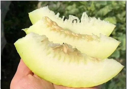 吃皇后瓜,探寻皇后瓜的独特魅力