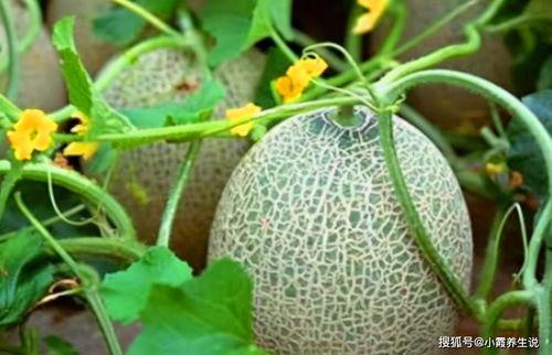 炭团原创吃瓜,揭秘娱乐圈吃瓜背后的真相与趣味