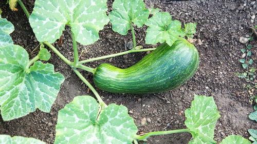 吃瓠瓜中毒怎么解毒