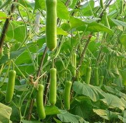 吃瓠瓜中毒怎么解毒