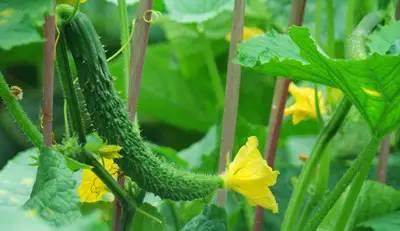 每天吃京瓜,健康生活新选择