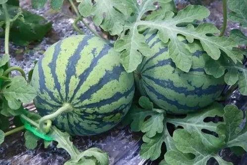 上海吃瓜是真的吗,真相还是谣言？