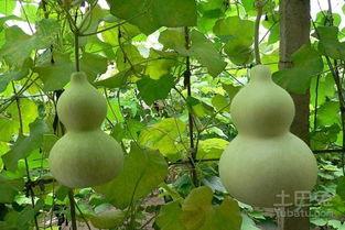 月子可以吃葫芦瓜,月子期间葫芦瓜的营养益处与食用指南