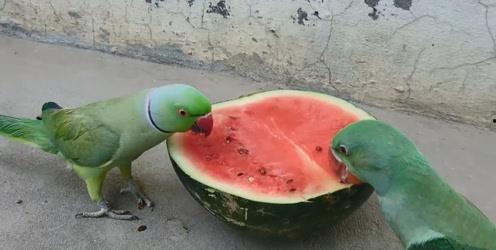 鹦鹉可以吃瓜么,瓜类食物的适宜性探讨